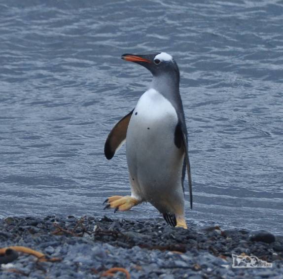 Um pinguim gentoo sai do mar em Prion Island, na Geórgia do Sul